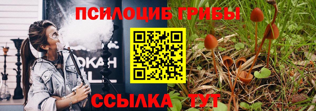 Новозыбков  Галлюциногенные грибы Cubensis  Псилоцибиновые грибы мицелий  Вход с VPN 